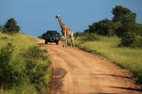 Kruger NP - Heavy Traffic
